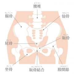 骨盤矯正 健やか整骨院